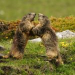Two marmots are playfully boxing.