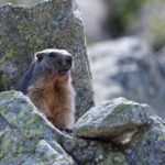 thérapie brève Palo Alto accompagnement systémique