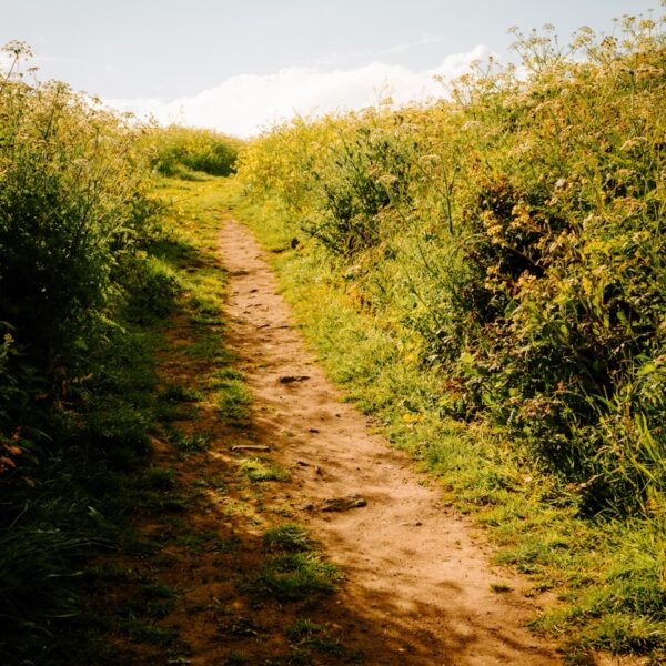 Accompagnement systémique Palo Alto extérieur marche