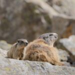 thérapie brève Palo Alto accompagnement systémique famille