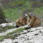 thérapie brève Palo Alto forfait